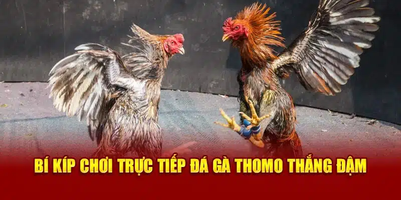 Bí kíp chơi trực tiếp đá gà thomo thắng đậm 