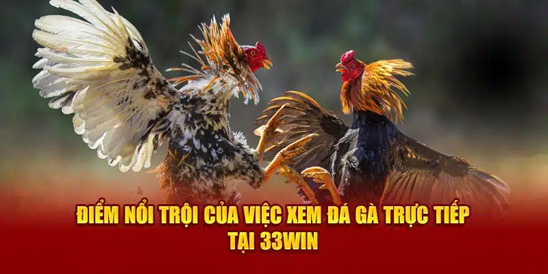 Điểm nổi trội của việc xem đá gà trực tiếp tại 33win