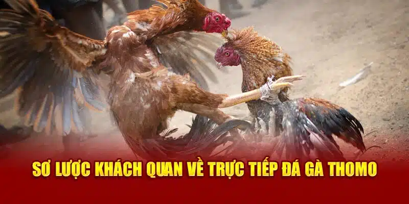 Sơ lược khách quan về trực tiếp đá gà thomo 