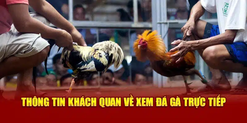 Thông tin khách quan về xem đá gà trực tiếp 