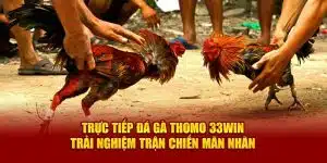 trực tiếp đá gà Thomo