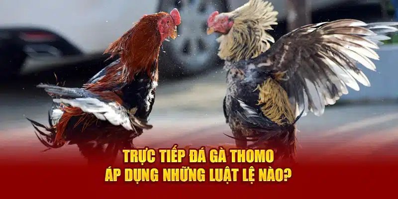 Trực tiếp đá gà thomo áp dụng những luật lệ nào? 