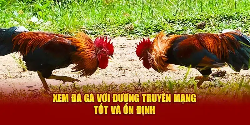 Xem đá gà với đường truyền mạng tốt và ổn định